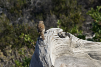 Vai, Lassithi, Crete, Greece, 2017-8DS-5568, Female Red-backed Shrike 